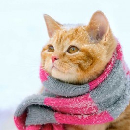 “겨울은 정말 싫다옹”, 고양이가 추위를 잘 타는 이유 3