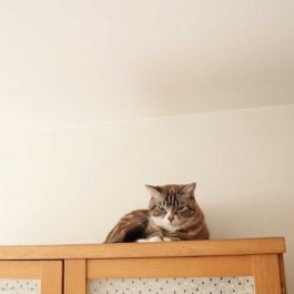 Q. 고양이가 집사를 높은 곳에서 내려다볼 때 마음 3